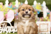 CHEE, a female Pomeranian and Shih Tzu for sale in Lake Mills, IA – Photo 1 of 3