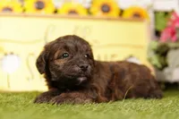 ERUPT, a female Scottish Terrier and Havapoo for sale in Lake Mills, IA – 2 of 3