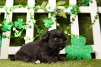 BOW, a male Shichon for sale in Lake Mills, IA – Photo 3 of 3