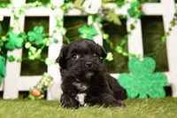 BOW, a male Shichon for sale in Lake Mills, IA – Photo 2 of 3