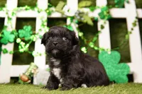 BOW, a male Shichon for sale in Lake Mills, IA – Photo 1 of 3