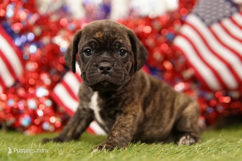 CHANGE – Puggle puppy for sale in Lake Mills, IA