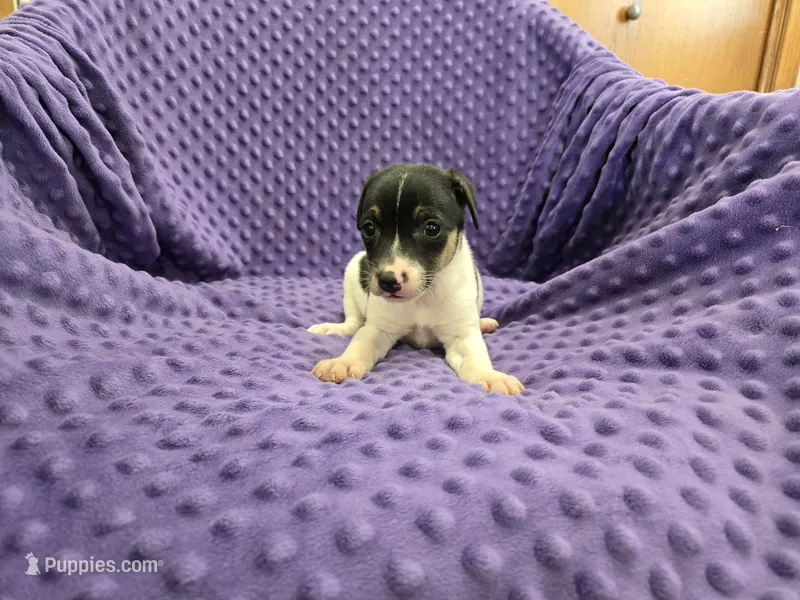 ROSS – Rat Terrier puppy for sale in Lake Mills, IA
