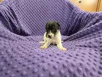 ROSS, a male Rat Terrier for sale in Lake Mills, IA – 1 of 4