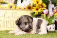 LACHESIS, a female Schnoodle for sale in Lake Mills, IA – 2 of 3