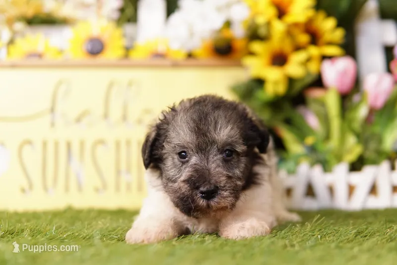 LACHESIS – Schnoodle puppy for sale in Lake Mills, IA