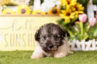 LACHESIS, a female Schnoodle for sale in Lake Mills, IA – 1 of 3