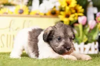 LACHESIS, a female Schnoodle for sale in Lake Mills, IA – 3 of 3