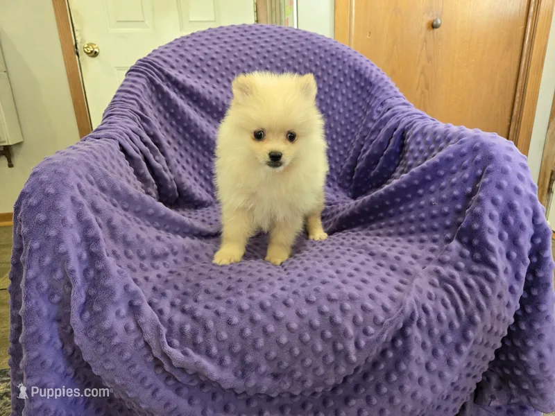 GLASS – Pomeranian puppy for sale in Lake Mills, IA