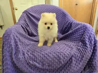 GLASS, a male Pomeranian for sale in Lake Mills, IA – 1 of 5