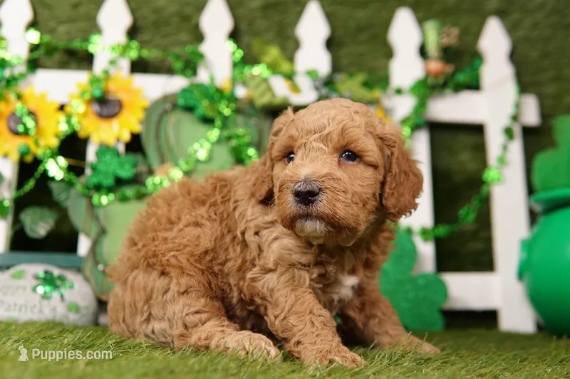BARNACLE – Miniature Goldendoodle puppy for sale in Lake Mills, IA
