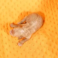 BARNACLE, a female Miniature Goldendoodle for sale in Lake Mills, IA – Photo 2 of 2