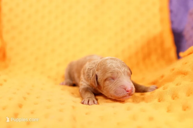 BARNACLE – Miniature Goldendoodle puppy for sale in Lake Mills, IA