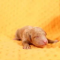 BARNACLE, a female Miniature Goldendoodle for sale in Lake Mills, IA – Photo 1 of 2