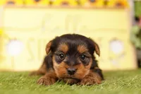 LIBERTY, a male Yorkshire Terrier for sale in Lake Mills, IA – 2 of 3