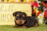 NUCLEUS, a female Yorkshire Terrier for sale in Lake Mills, IA – 3 of 3