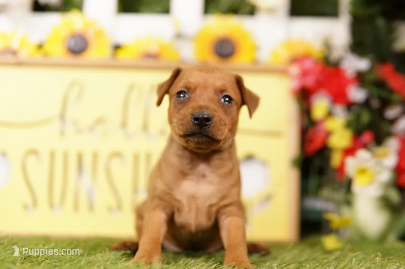 TESSA – Miniature Pinscher puppy for sale in Lake Mills, IA