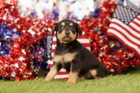 WARM, a male Chipoo for sale in Lake Mills, IA – 3 of 3