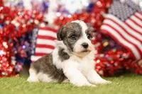 DELAY, a male Havapoo for sale in Lake Mills, IA – 1 of 3