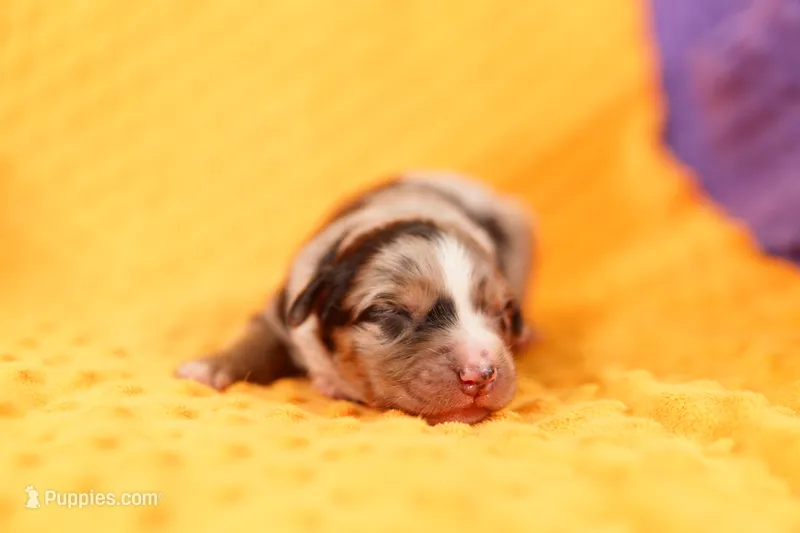 AIRPLANE – Aussiedoodle puppy for sale in Lake Mills, IA