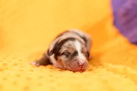 AIRPLANE, a female Aussiedoodle for sale in Lake Mills, IA – 1 of 2