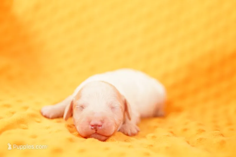 MENTOS – Poodle - Miniature  puppy for sale in Lake Mills, IA