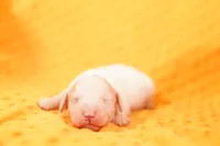MENTOS, a male Poodle - Miniature  for sale in Lake Mills, IA – 1 of 2