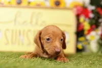 FLOAT, a male Miniature Dachshund for sale in Lake Mills, IA – 2 of 3