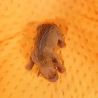 BUGATTI, a male Miniature Pinscher for sale in Lake Mills, IA – Photo 3 of 5