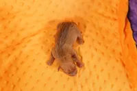 BUGATTI, a male Miniature Pinscher for sale in Lake Mills, IA – Photo 2 of 2