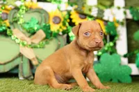 BUGATTI, a male Miniature Pinscher for sale in Lake Mills, IA – Photo 4 of 5