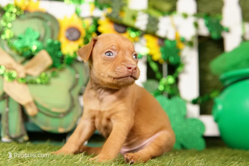 BUGATTI – Miniature Pinscher puppy for sale in Lake Mills, IA