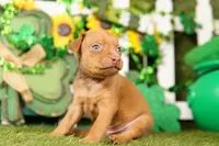 BUGATTI, a male Miniature Pinscher for sale in Lake Mills, IA – Photo 1 of 5