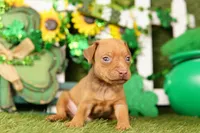 BUGATTI, a male Miniature Pinscher for sale in Lake Mills, IA – Photo 5 of 5
