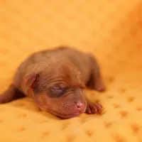 BUGATTI, a male Miniature Pinscher for sale in Lake Mills, IA – Photo 2 of 5