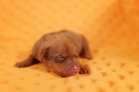 BUGATTI, a male Miniature Pinscher for sale in Lake Mills, IA – Photo 1 of 2