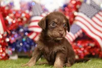 MUGGY, a female Chipoo for sale in Lake Mills, IA – 1 of 3