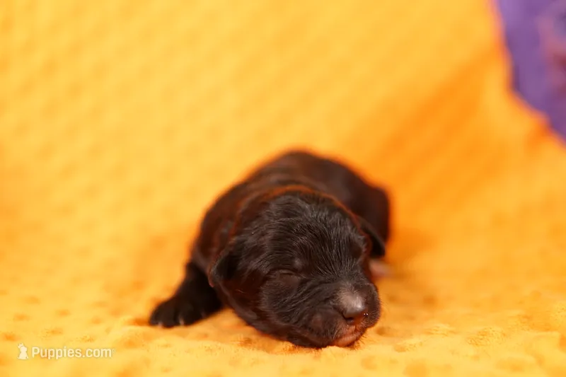 HELICOPTOR – Aussiedoodle puppy for sale in Lake Mills, IA
