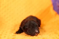 HELICOPTOR, a male Aussiedoodle for sale in Lake Mills, IA – 1 of 2