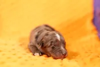 PARACHUTE, a female Aussiedoodle for sale in Lake Mills, IA – 1 of 2