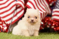 SUGAR BOWL, a female Pomeranian for sale in Lake Mills, IA – 3 of 3