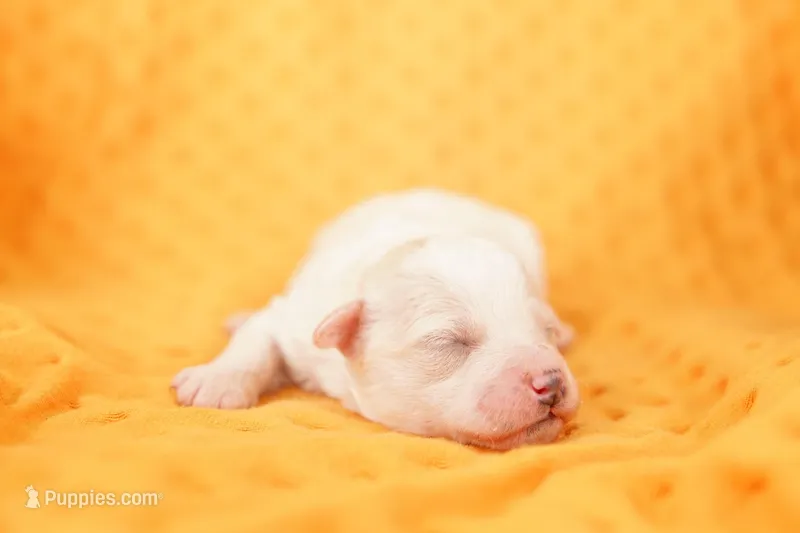 OPIE, a male Schnoodle for sale in Lake Mills, IA – Photo 1 of 2