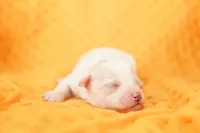 OPIE, a male Schnoodle for sale in Lake Mills, IA – Photo 1 of 2