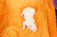 OPIE, a male Schnoodle for sale in Lake Mills, IA – Photo 2 of 2