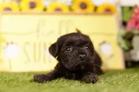 SHATTER, a female Scottish Terrier and Havapoo for sale in Lake Mills, IA – 3 of 3
