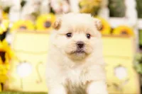 VISION, a male Pomeranian and Shih Tzu for sale in Lake Mills, IA – 2 of 3