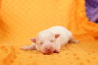 SIBERIA, a male Bichon Frise for sale in Lake Mills, IA – 1 of 2