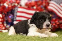 PROCRASTINATE, a male Havapoo for sale in Lake Mills, IA – 3 of 3
