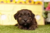 ERUPT, a female Scottish Terrier and Havapoo for sale in Lake Mills, IA – 3 of 3