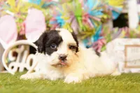 RICOTTA, a male Cavalier King Charles Spaniel and Shichon for sale in Lake Mills, IA – Photo 2 of 3